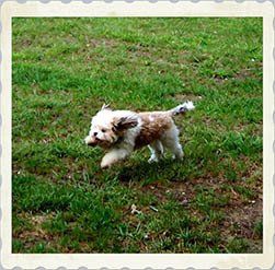 Small Dog Running — Hopewell, VA — Hopewell Animal Hospital