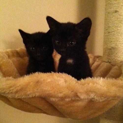 Black Kittens — Hopewell, VA — Hopewell Animal Hospital
