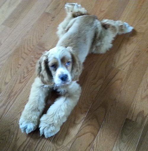 Big Dog — Hopewell, VA — Hopewell Animal Hospital