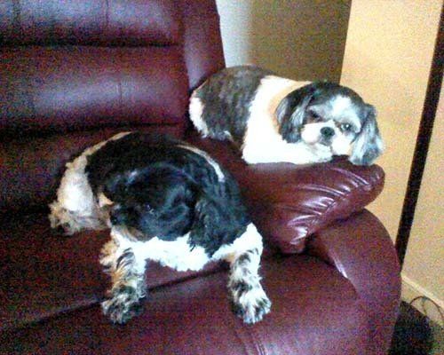 Dogs on Sofa — Hopewell, VA — Hopewell Animal Hospital