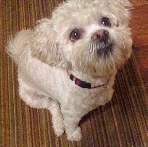 White Dog — Hopewell, VA — Hopewell Animal Hospital