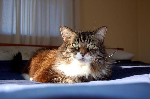 Cute Cat — Hopewell, VA — Hopewell Animal Hospital