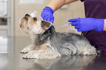 Veterinary Vaccinating the Dog — Hopewell, VA — Hopewell Animal Hospital