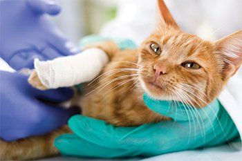 Little Cat With Broken Leg — Hopewell, VA — Hopewell Animal Hospital