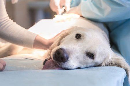 Sick Dog In Veterinary Clinic — Hopewell, VA — Hopewell Animal Hospital