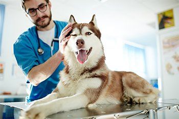 Husky Dog In Clinics — Hopewell, VA — Hopewell Animal Hospital