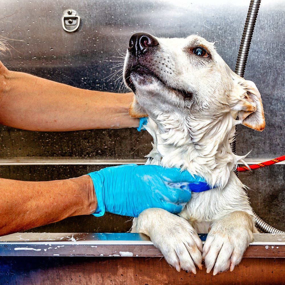 Dog Getting a Bath by Groomer — Hopewell, VA — Hopewell Animal Hospital