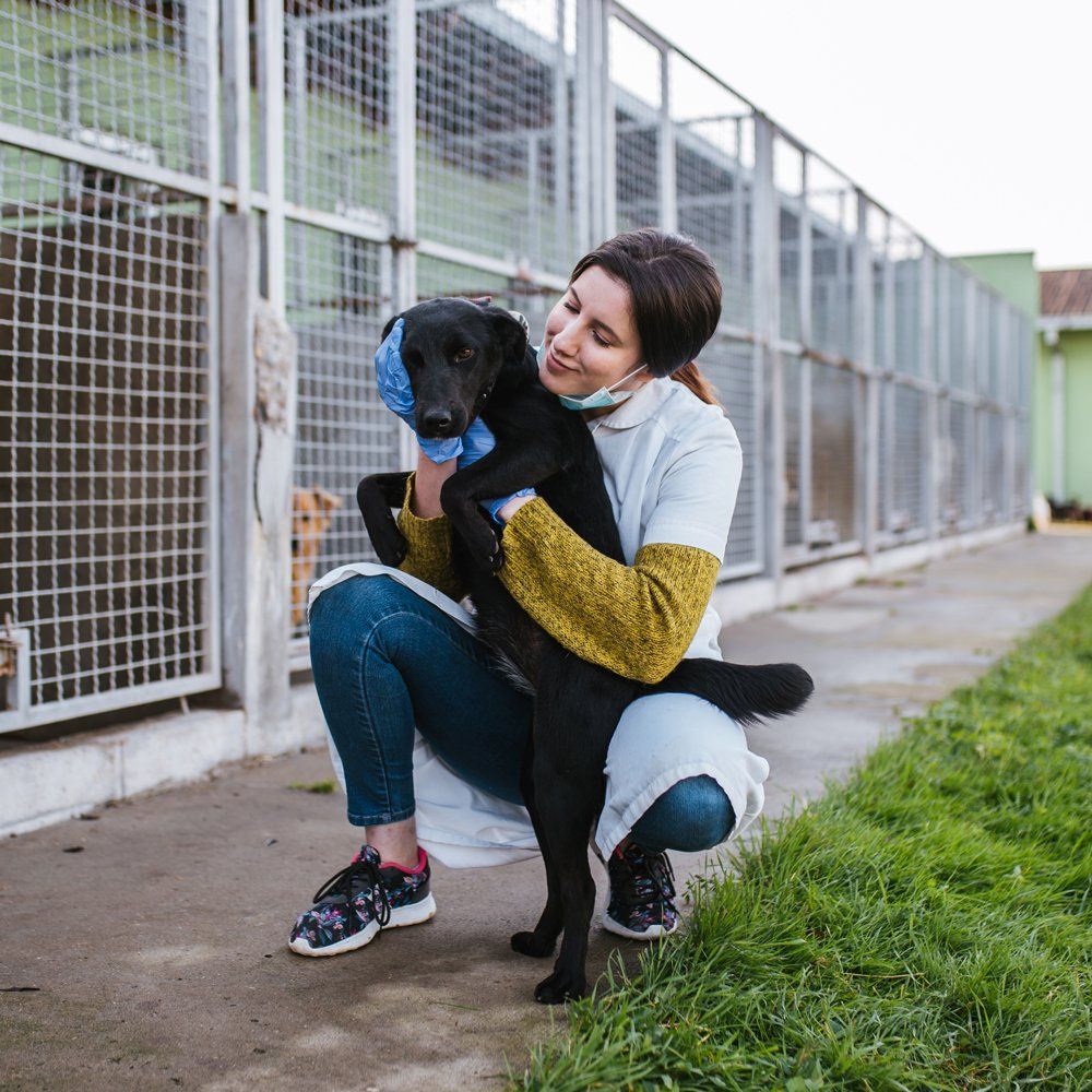 Veterinarian at Animal Shelter Checking Health of Dogs — Hopewell, VA — Hopewell Animal Hospital