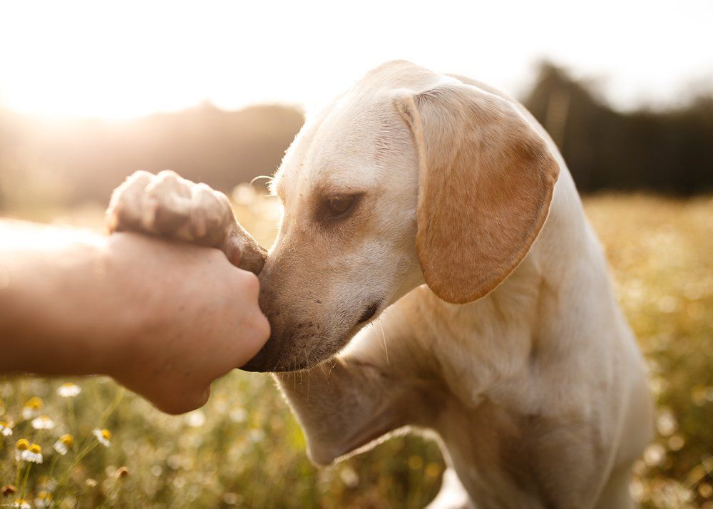 Dog Blessing Its Treat — Hopewell, VA — Hopewell Animal Hospital