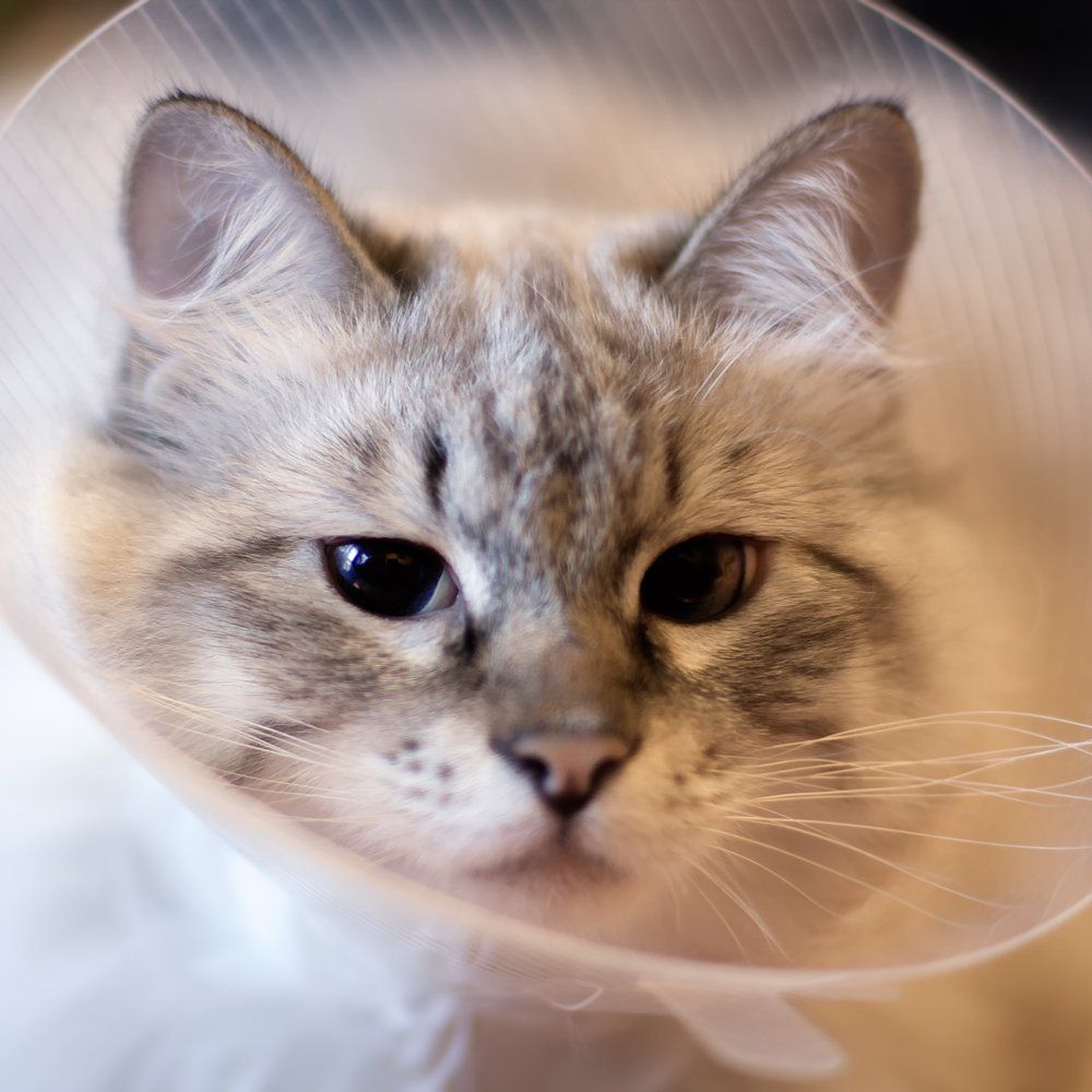 Siberian Neva Masquerade in a Plastic Collar — Hopewell, VA — Hopewell Animal Hospital