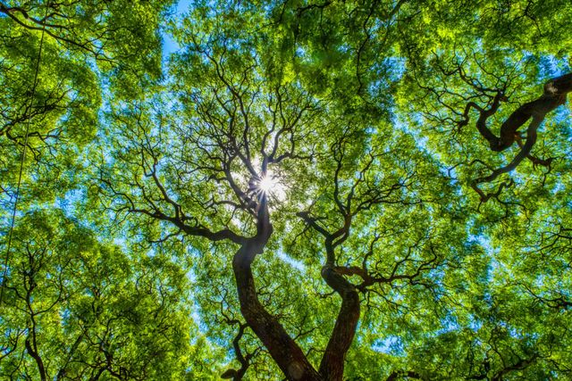 Pruning | Bloomington, IN | Fowler Tree Services Inc.