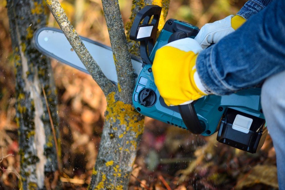 Pruning Tree With Cordless Chainsaw — Coffs Chainsaw and Mower in Bellingen, NSW