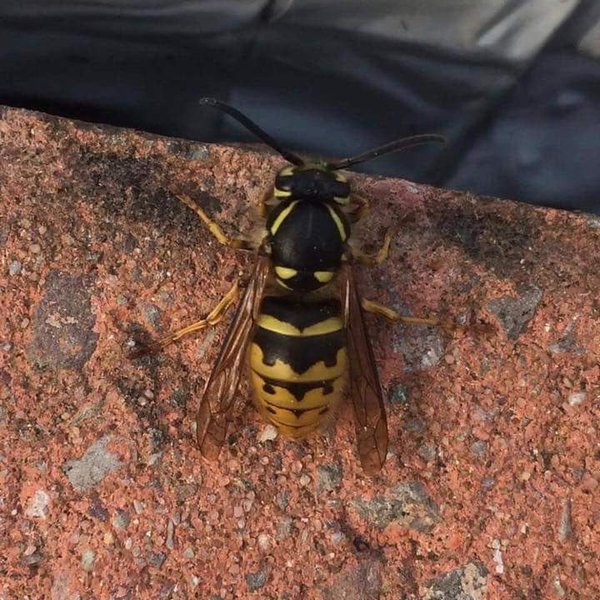 Pest Mortem Wasp