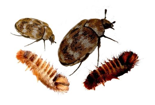 Pest Mortem Carpet Beetle