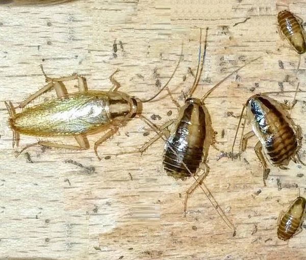 Pest Mortem Cockroach