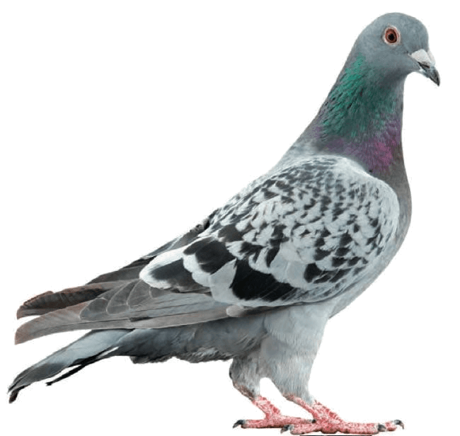 Pest Mortem Pigeon