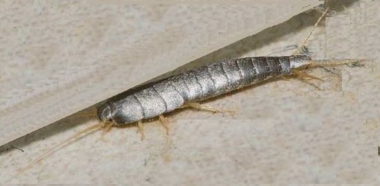 Pest Mortem Silverfish