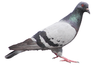 Pest Mortem Pigeon