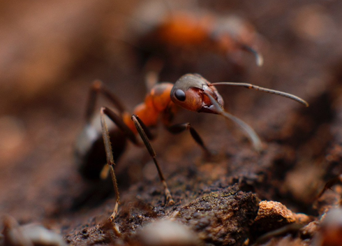 Pest Mortem Ant