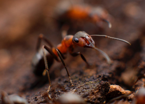 Pest Mortem Ant