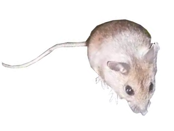 Pest Mortem Mice