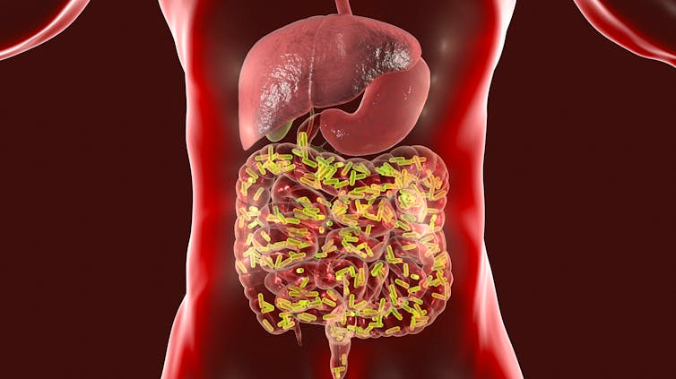 A computer generated image of the human digestive system.