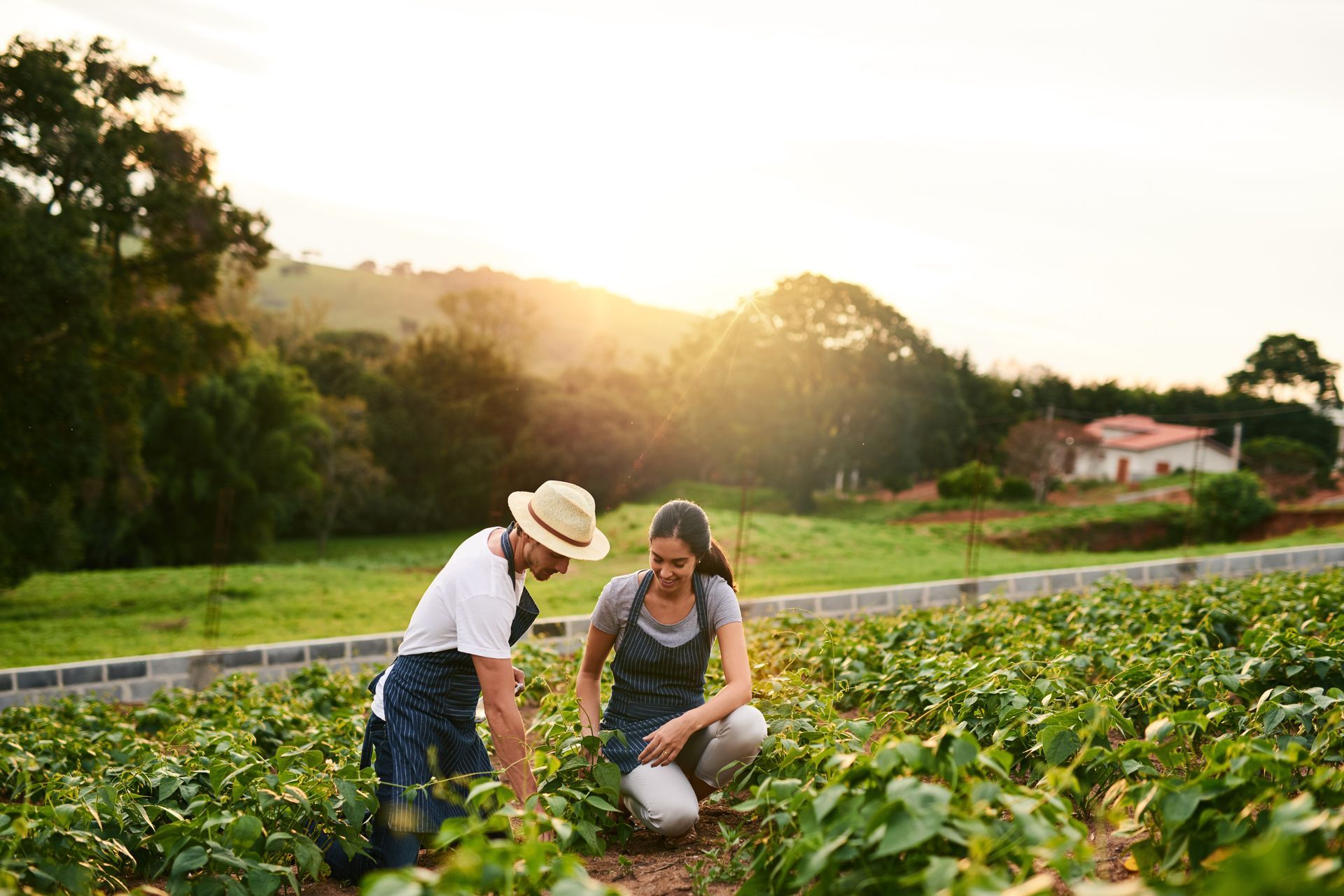 A man and a woman are working in a field of plants.