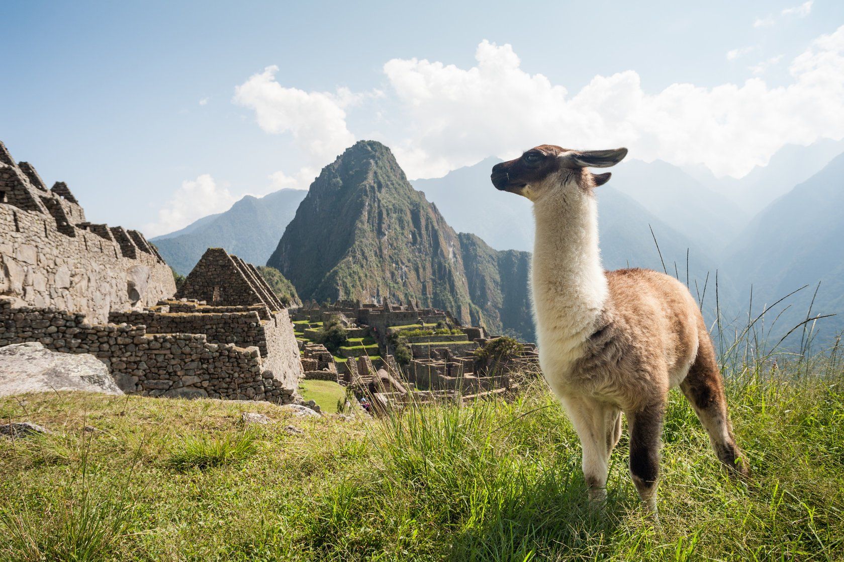 Ein Lama steht auf einem Feld mit Bergen im Hintergrund.