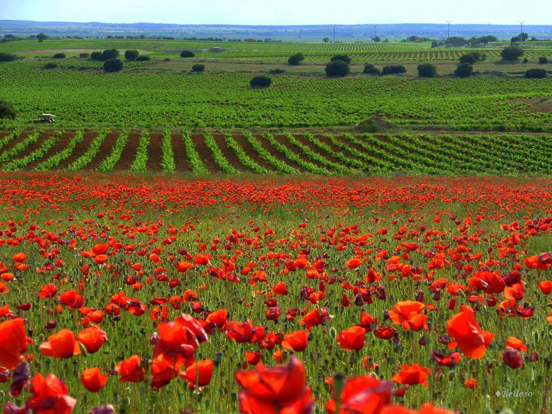 Field of red poppies in foreground, green vineyards in middle ground, and rolling hills in the distance under a blue sky.