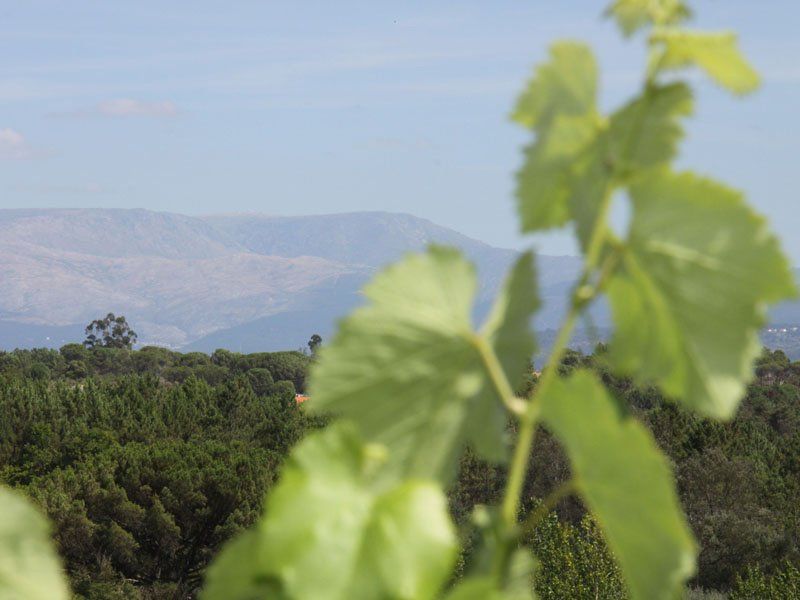 Vine leaves in focus, green trees and mountain range in background under a blue sky.