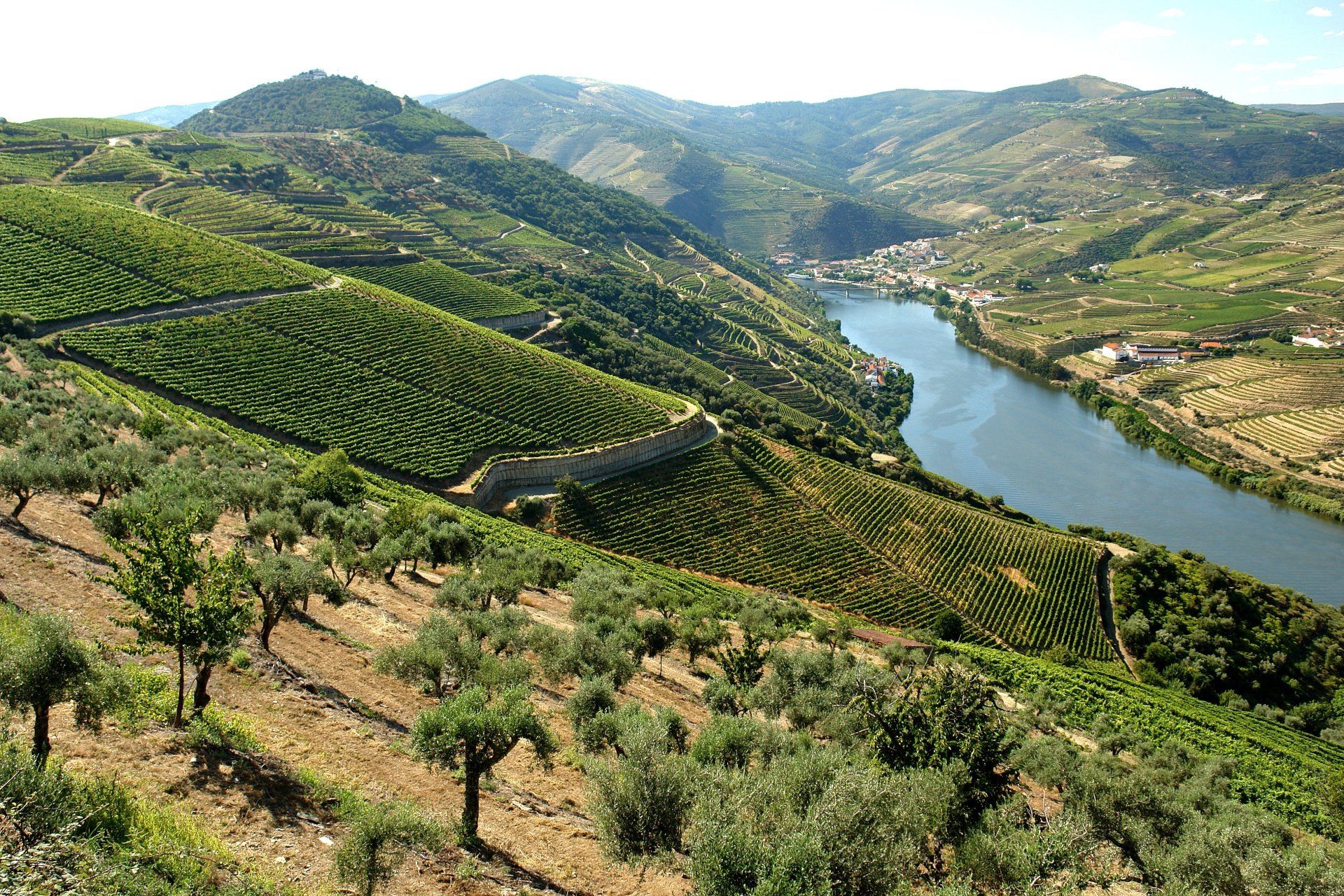 Vineyards cascade down hillsides to a river, a village nestled along the water.