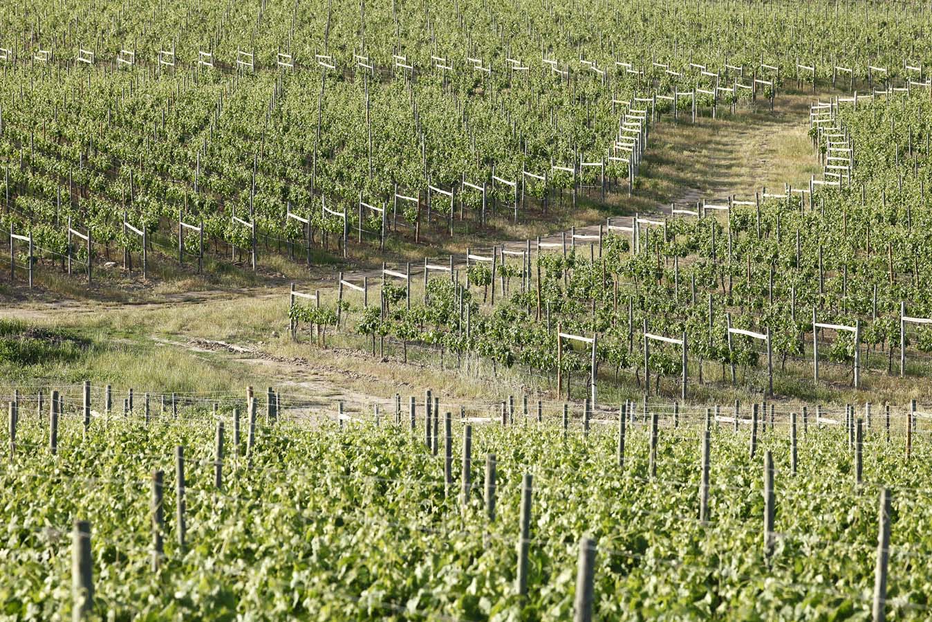 Vineyard on a hillside, rows of grapevines supported by posts under a bright sky.