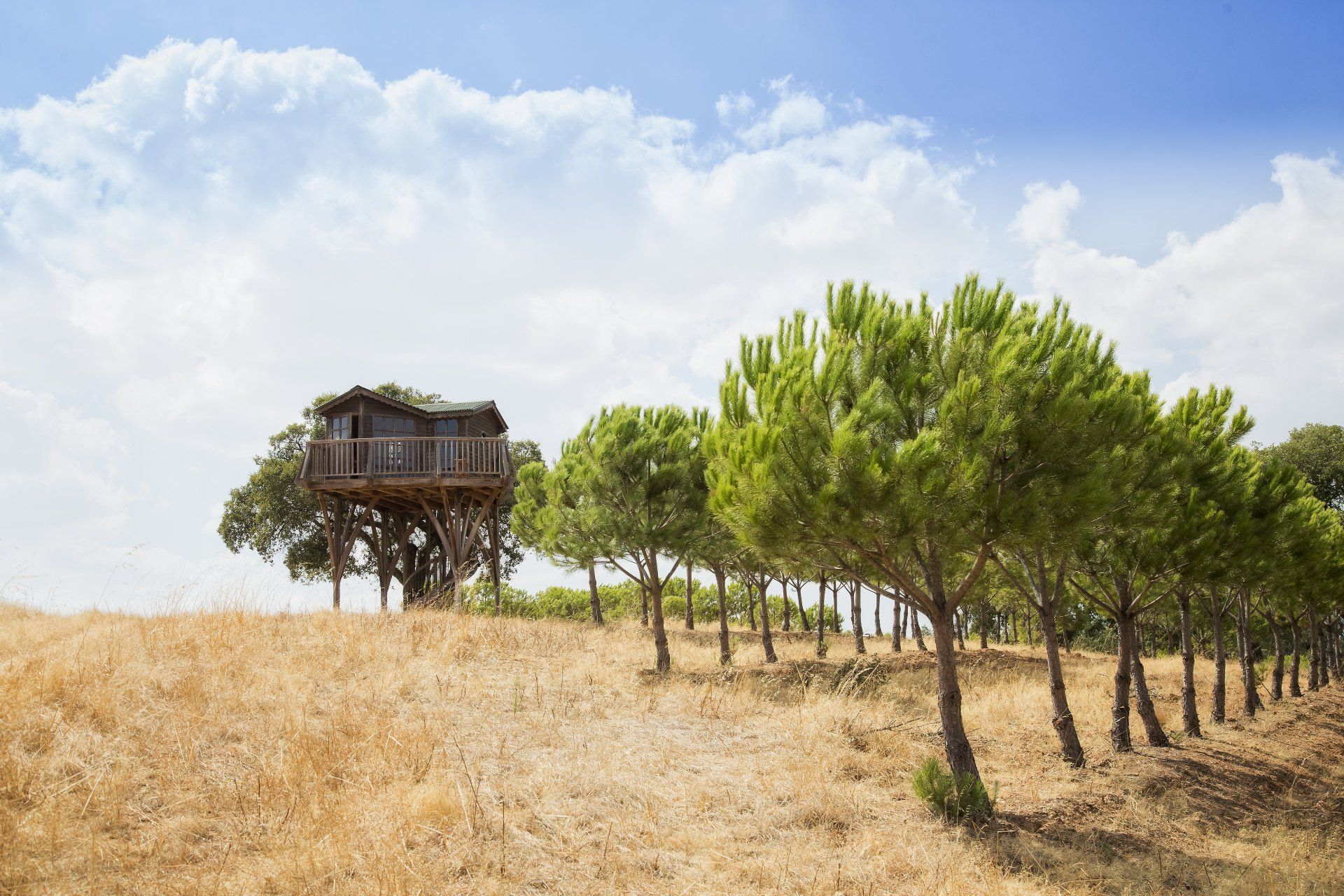 Treehouse on a tree, surrounded by a line of trees and dry field, under a blue sky with clouds.