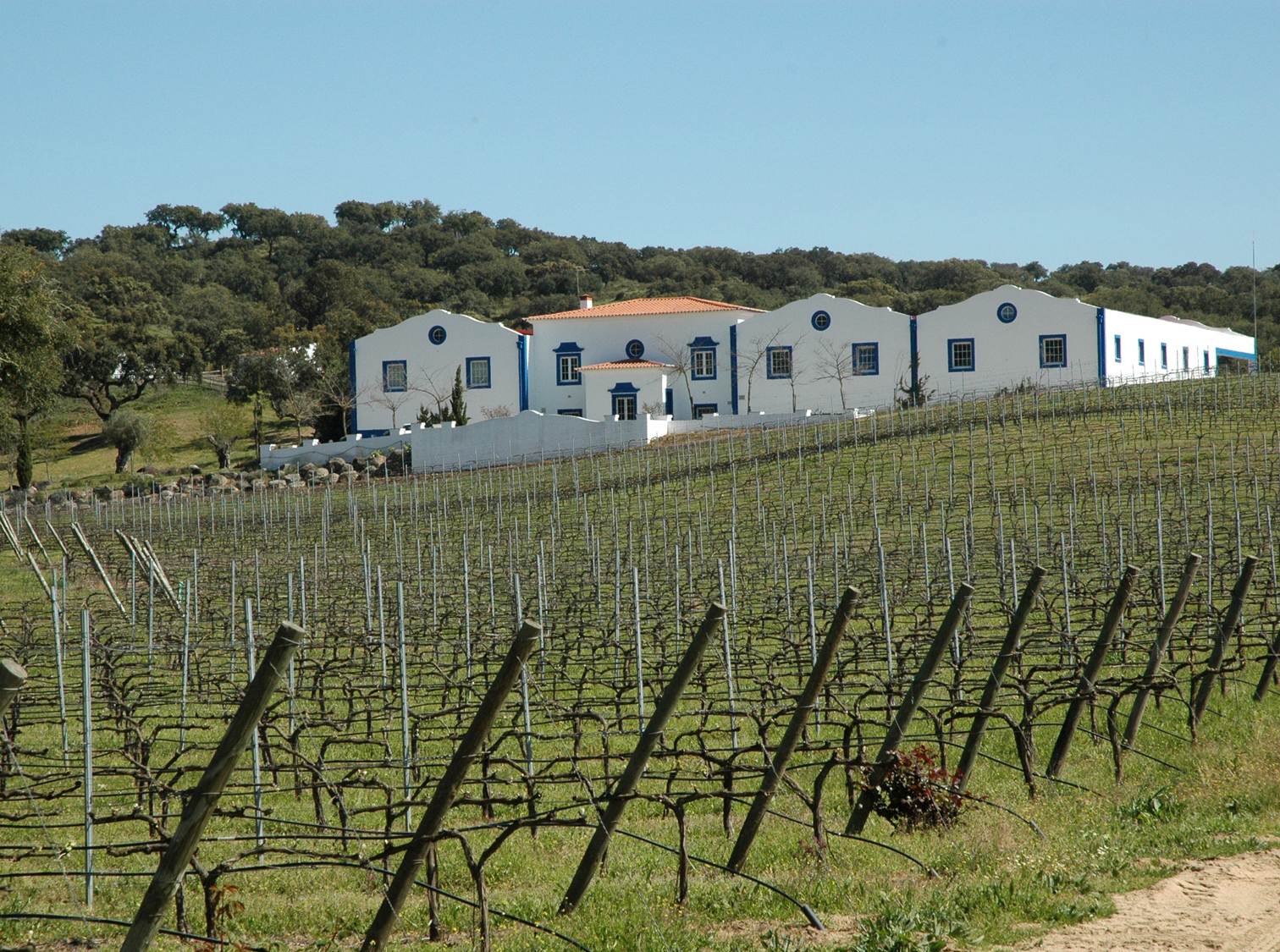 Vineyard with rows of dormant vines leading to a white building with blue trim under a blue sky.