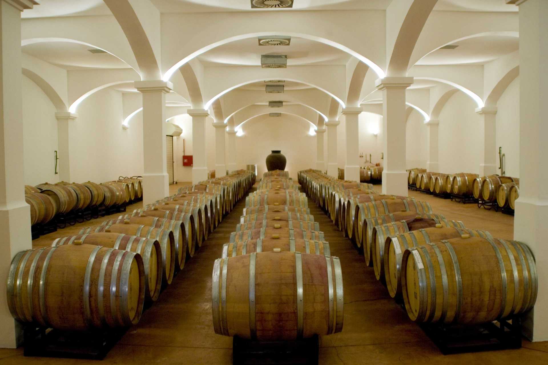 Rows of wooden barrels in a vaulted, white-walled wine cellar.
