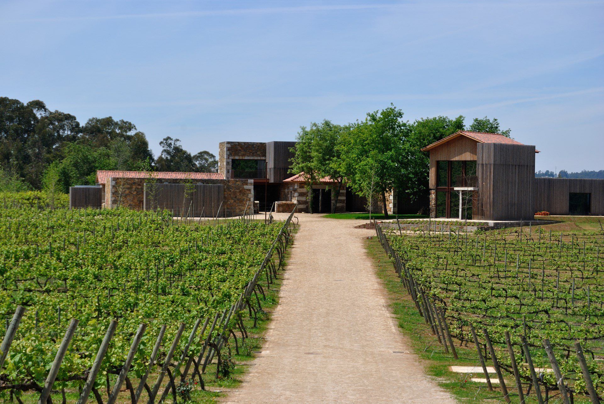 Vineyard with a gravel path leading to a wooden building complex under a blue sky.