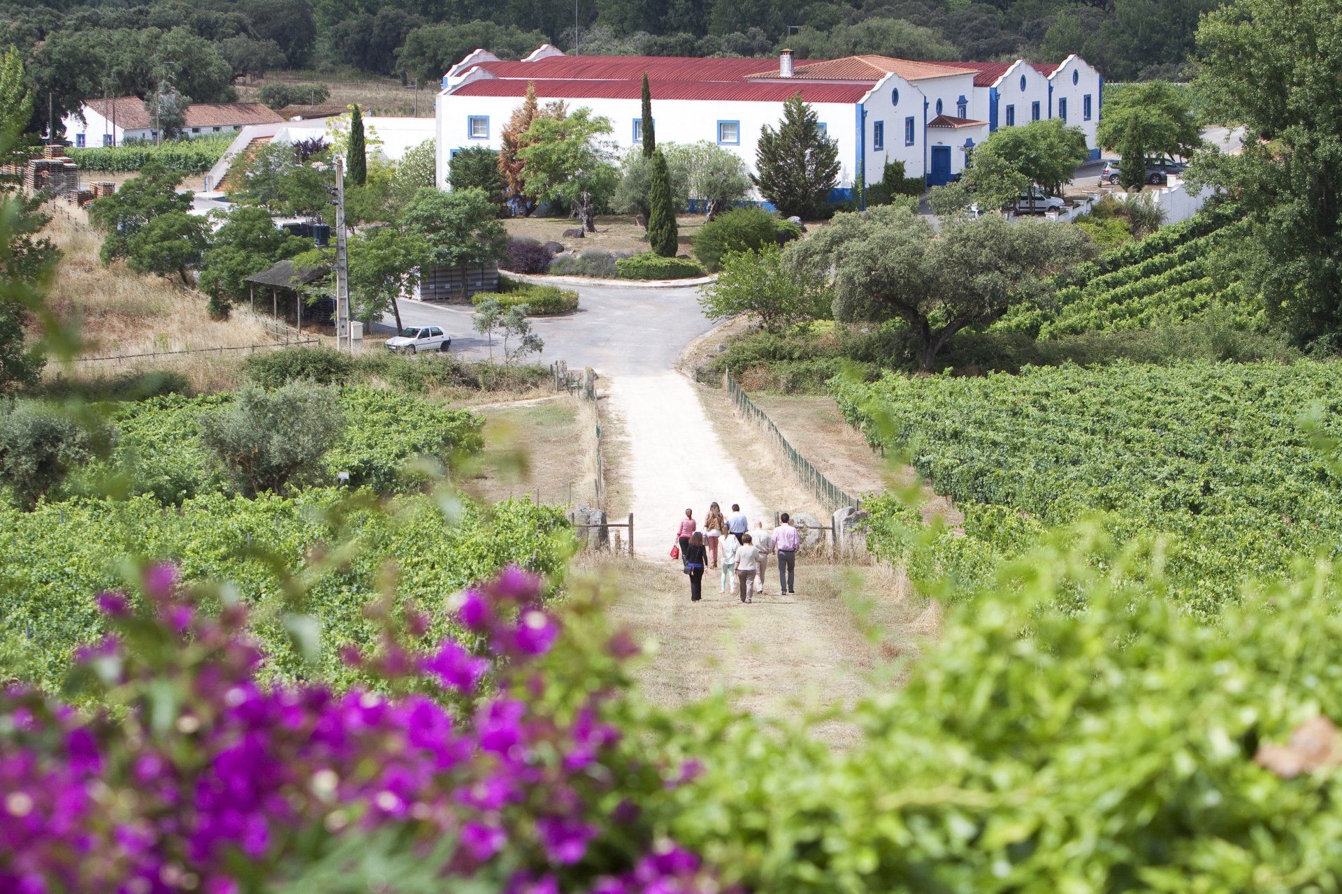 People walking along a path towards a white building with red roof, surrounded by vineyards.