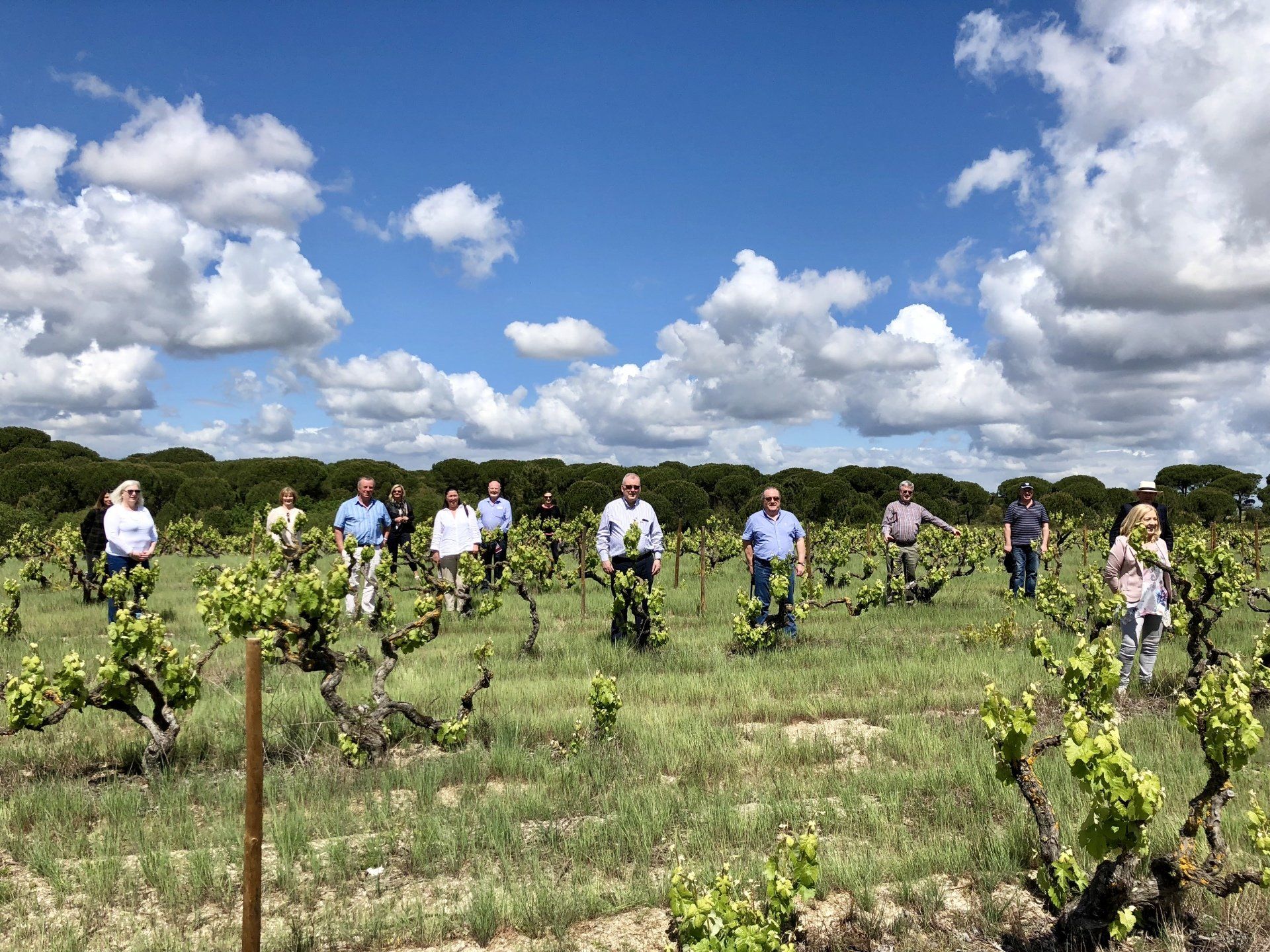 People standing in a vineyard under a partly cloudy blue sky.