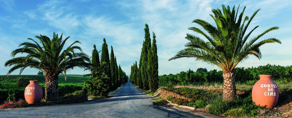 Road lined with cypress trees and palm trees, leading to a vineyard under a blue sky.