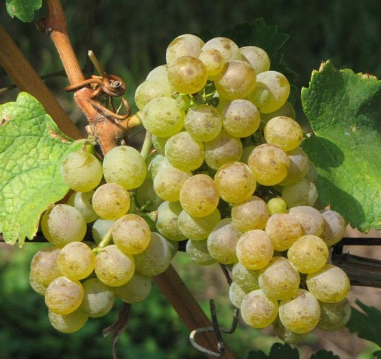 Green and yellow grapes on a vine.