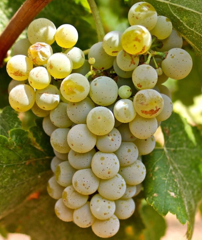 A bunch of pale green grapes on a vine, with green leaves in the background.
