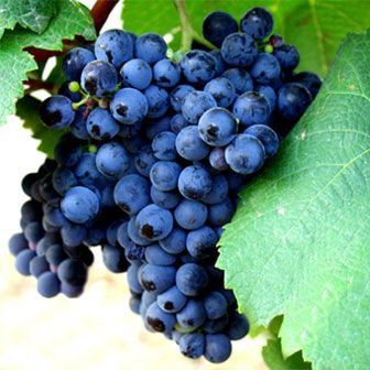 Dark blue grapes on a vine with green leaves.