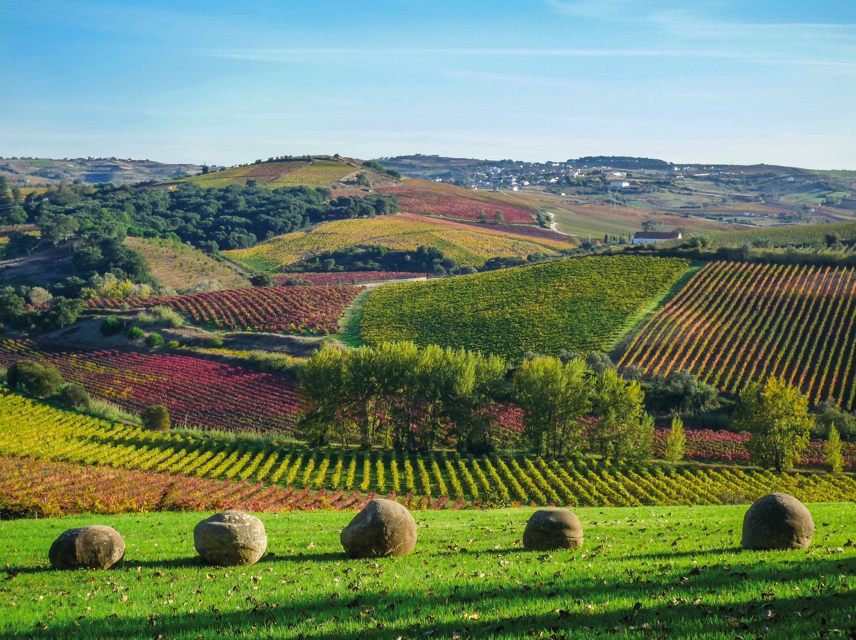 Rolling vineyard landscape with colorful autumn foliage under a blue sky, hay bales in foreground.