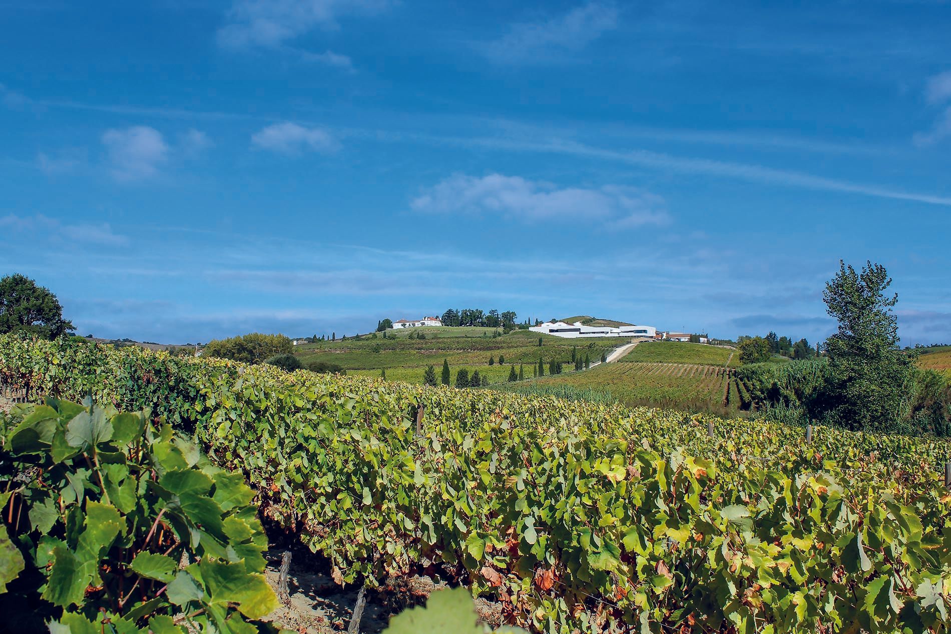 Vineyard with green vines under a bright blue sky, white building on a hill.
