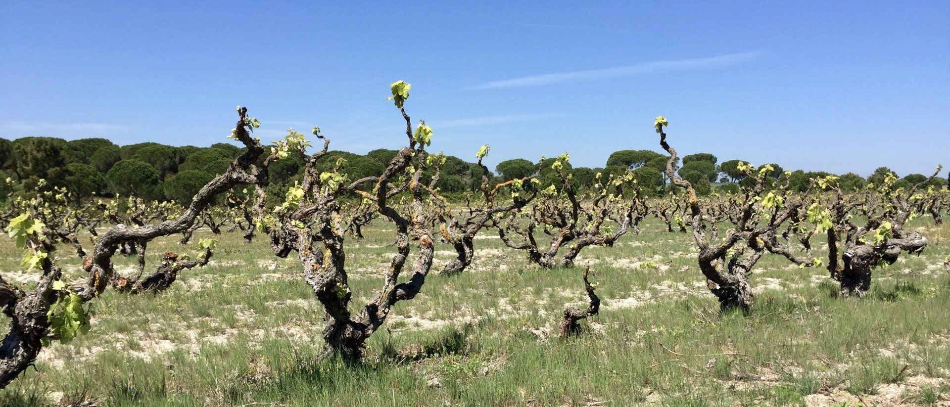 Vineyard with gnarled grape vines in a field under a blue sky, new green leaves sprouting.