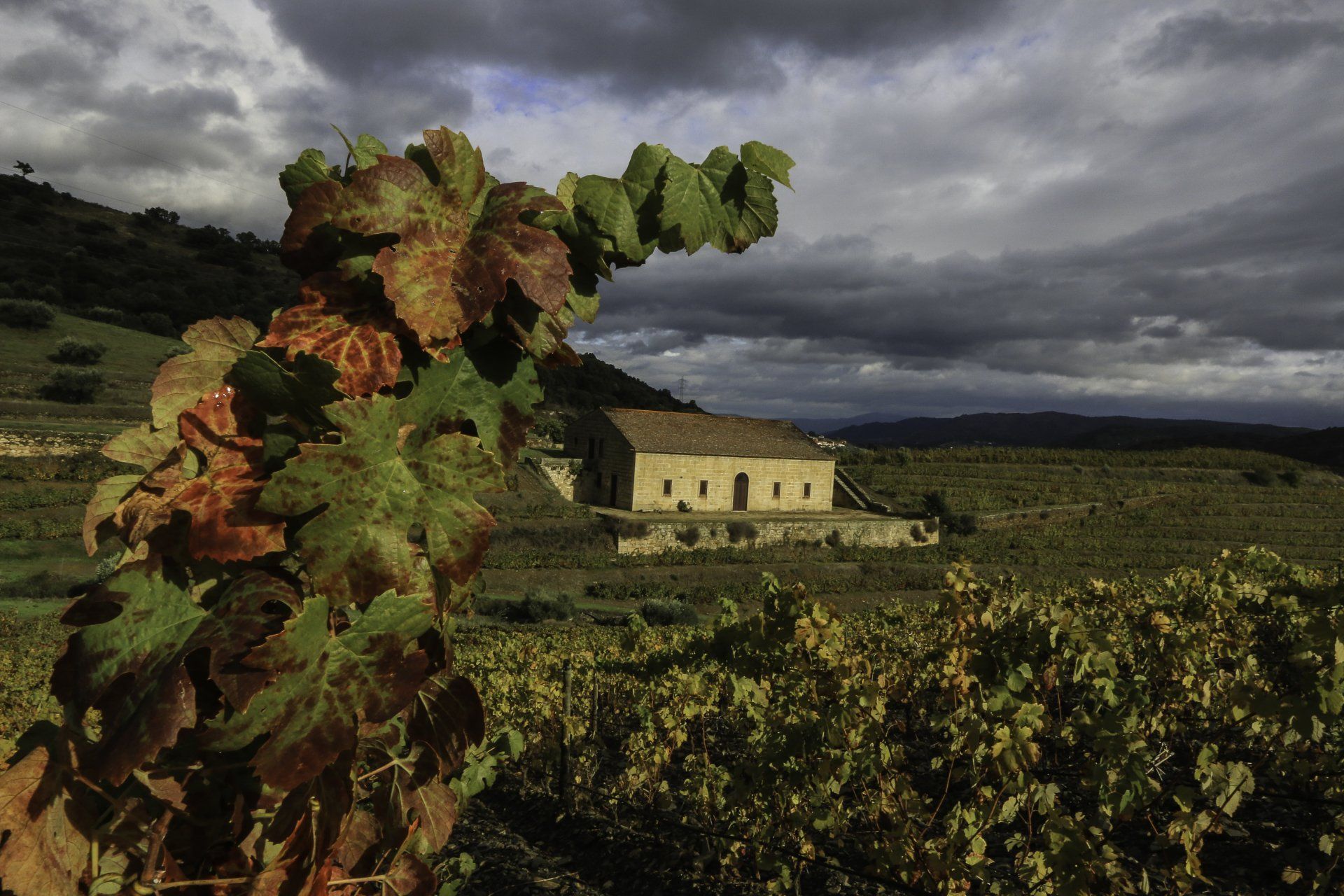 Vineyard with autumn leaves and a stone building under a cloudy sky.