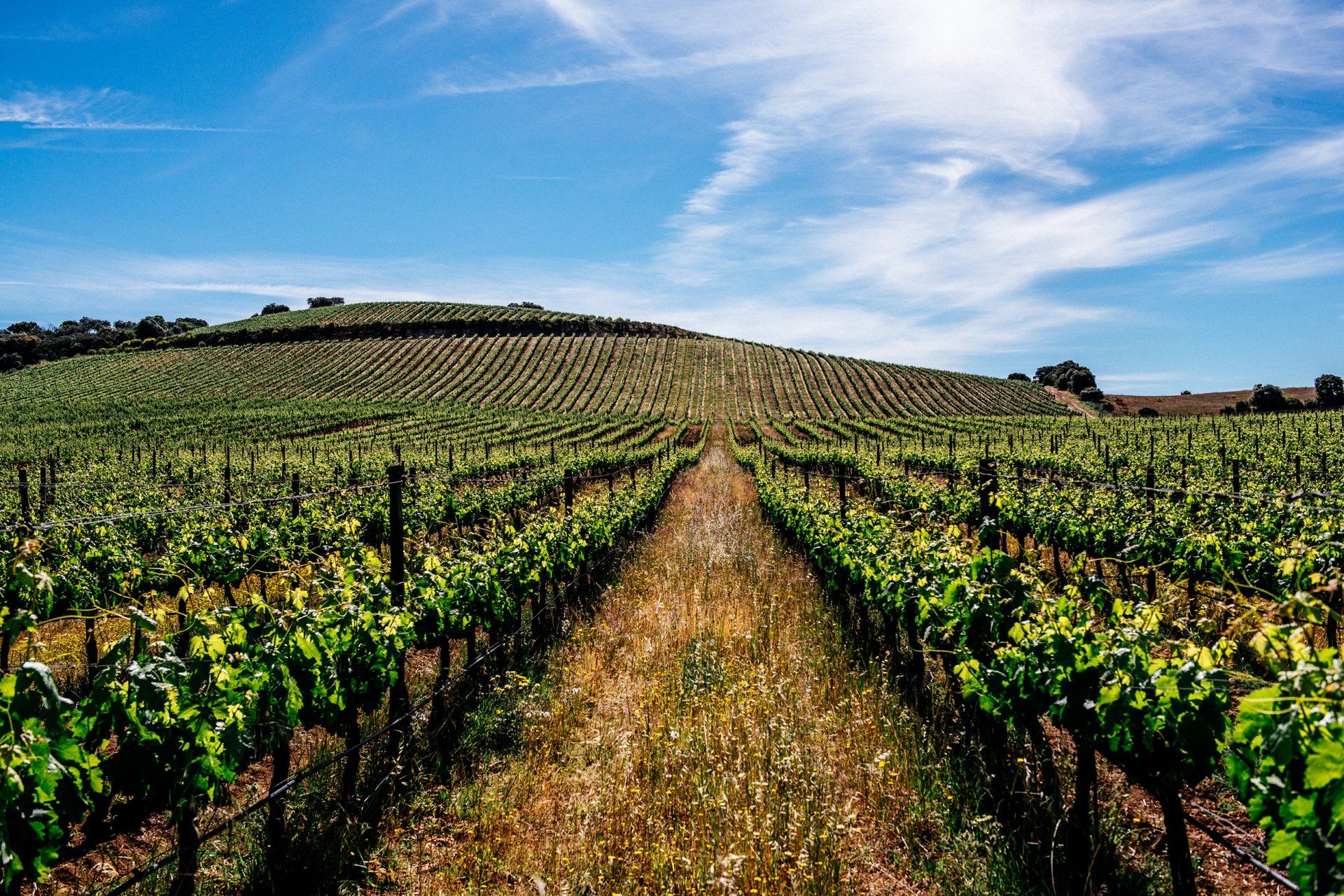 Vineyard rows lead toward a hill under a bright blue sky.