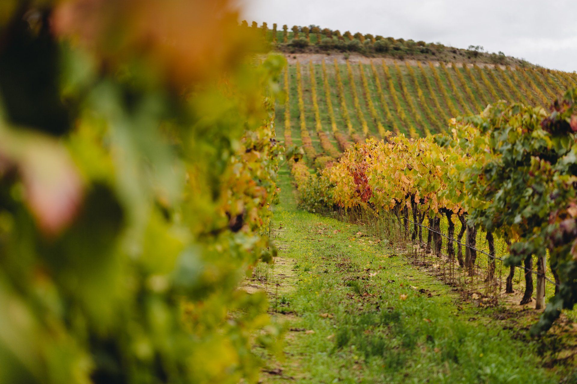 Rows of grapevines in a vineyard on a hillside, with green, yellow, and brown leaves.