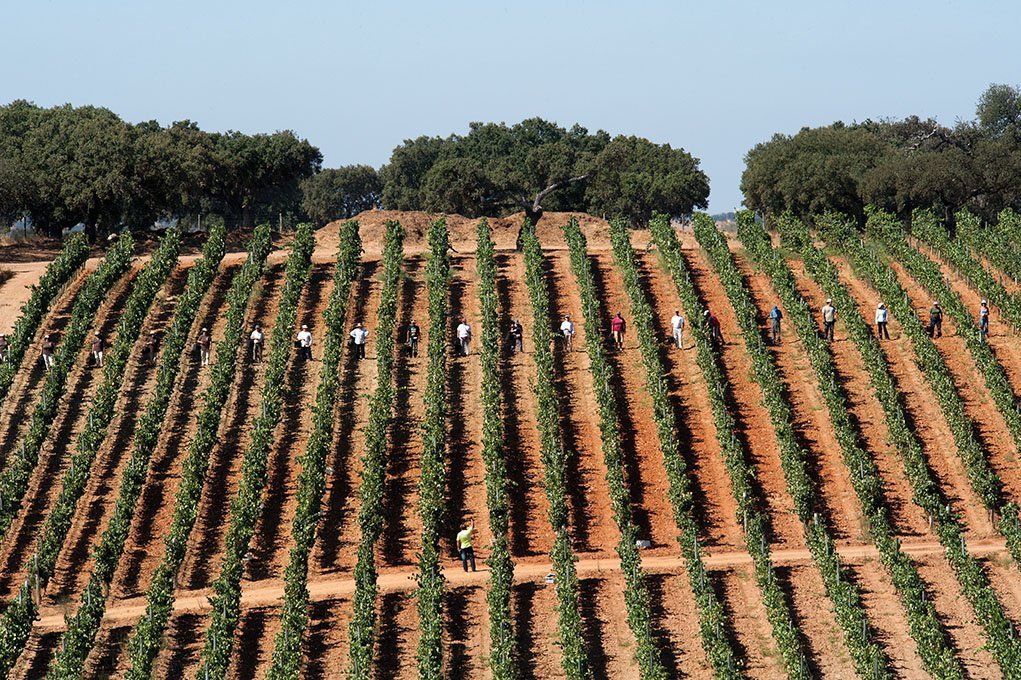 People harvesting grapes in a vineyard, with rows of vines and trees in the background under a clear sky.
