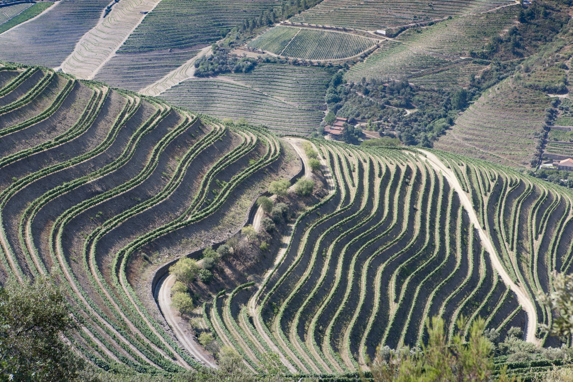 Terraced vineyards on a hillside; winding rows of green grapevines.